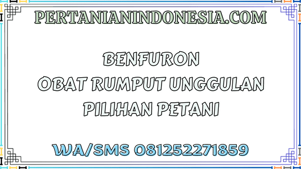 Benfuron Obat Rumput Unggulan Pilihan Petani